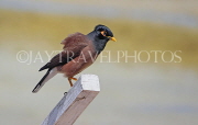 BAHRAIN, Mynah bird, BHR1388JPL