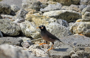 BAHRAIN, Mynah bird, BHR1887PL