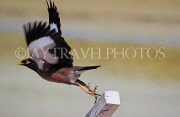 BAHRAIN, Mynah bird, taking off, BHR1389JPL
