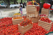 BAHRAIN, Noor El Ain, Garden Bazaar, Farmers Market, Tomato stall display, BHR1874JPL