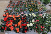 BAHRAIN, Noor El Ain, Garden Bazaar, Farmers Market, flower stalls, BHR2054JPL