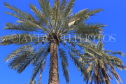 BAHRAIN, Palm trees, BHR1115JPL