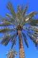 BAHRAIN, Palm trees, BHR1116JPL