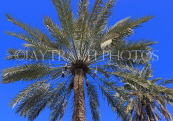 BAHRAIN, Palm trees, BHR1117JPL