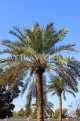 BAHRAIN, Palm trees, BHR1271JPL