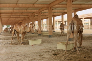 BAHRAIN, Royal Camel Farm, BHR3287JPL