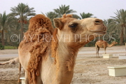 BAHRAIN, Royal Camel Farm, BHR329JPL