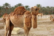 BAHRAIN, Royal Camel Farm, BHR330JPL