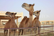 BAHRAIN, Royal Camel Farm, BHR333JPL