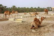 BAHRAIN, Royal Camel Farm, BHR341JPL