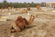 BAHRAIN, Royal Camel Farm, BHR342JPL
