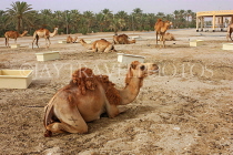 BAHRAIN, Royal Camel Farm, BHR342JPL