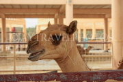 BAHRAIN, Royal Camel Farm, BHR346JPL