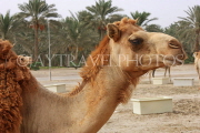 BAHRAIN, Royal Camel Farm, BHR347JPL
