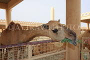 BAHRAIN, Royal Camel Farm, feeding camel, BHR337JPL