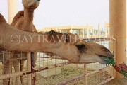 BAHRAIN, Royal Camel Farm, feeding camel, BHR338JPL