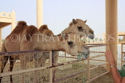 BAHRAIN, Royal Camel Farm, feeding camel, BHR339JPL
