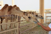 BAHRAIN, Royal Camel Farm, feeding camel, BHR340JPL