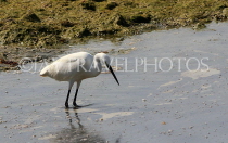 BAHRAIN, coast by Al Jasra, Egret searching for food, at low tide, BHR2275JPL