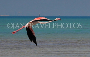 BAHRAIN, coast by Al Jasra, Flamingo in flight, BHR1895JPL 4000