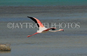 BAHRAIN, coast by Al Jasra, Flamingo in flight, BHR1896JPL 4000