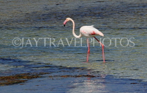 BAHRAIN, coast by Al Jasra, Flamingo searching for food, at low tide, BHR1897JPL 4000