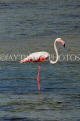 BAHRAIN, coast by Al Jasra, Flamingo searching for food, at low tide, BHR1901JPL