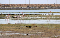 BAHRAIN, coast by Al Jasra, Flamingos, at low tide, BHR1674JPL