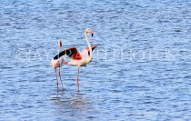 BAHRAIN, coast by Al Jasra, Flamingos at sea, BHR2263JPL