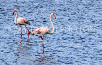 BAHRAIN, coast by Al Jasra, Flamingos at sea, BHR2264JPL
