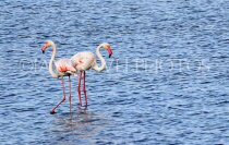 BAHRAIN, coast by Al Jasra, Flamingos at sea, BHR2265JPL