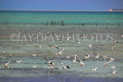 BAHRAIN, coast by Al Jasra, flock of Common Tern at sea, BHR1585JPL