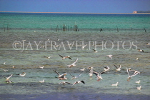 BAHRAIN, coast by Al Jasra, flock of Common Tern at sea, BHR1585JPL