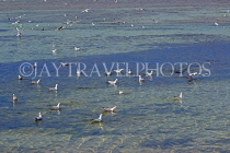 BAHRAIN, coast by Al Jasra, flock of Common Tern at sea, BHR1586JPL