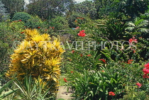 BARBADOS, Andromeda Gardens, Bougainvillea flowers, BAR343JPL