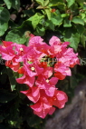 BARBADOS, Andromeda Gardens, Bougainvillea flowers, BAR351JPL