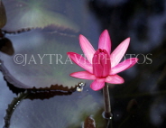 BARBADOS, Andromeda Gardens, Pink Water Lily, BAR579JPL