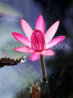 BARBADOS, Andromeda Gardens, Pink Water Lily, BAR579JPLA