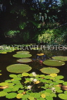 BARBADOS, Andromeda Gardens, Water Lily Pond, BAR435JPL