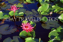 BARBADOS, Andromeda Gardens, Water Lily Pond, BAR581JPL