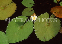 BARBADOS, Andromeda Gardens, Water Lily Pond, BAR585JPL