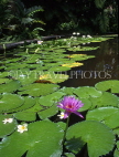 BARBADOS, Andromeda Gardens, Water Lily pond, BAR569JPL