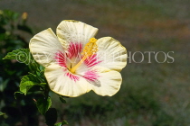 BARBADOS, Andromeda Gardens, pink and white Hibiscus flower, BAR347JPL