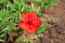 BARBADOS, Andromeda Gardens, red Hibiscus flower, BAR580JPL