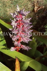 BARBADOS, Andromeda Gardens, wild flowers, BAR360JPL