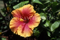 BARBADOS, Andromeda Gardens, yellow and Red Hibiscus flower, BAR349JPL