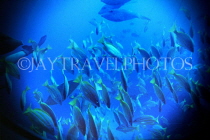 BARBADOS, Atlantis pleasure submarine, viewing reef fish, BAR1362JPL