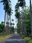 BARBADOS, Codrington College, entrance drive with Cabbage Palm Trees, BAR557JPL