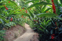 BARBADOS, Flower Forest, landscapes path and Red Ginger flowers, BAR362JPL