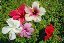 BARBADOS, Hibiscus flowers, BAR1317JPL
